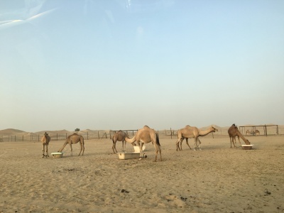 Camel visit